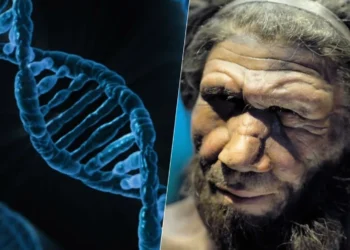 DNA, genes de Neandertal, herança, Neandertal, homem, Neandertal;