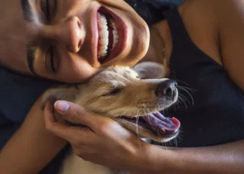 animais, de estimação