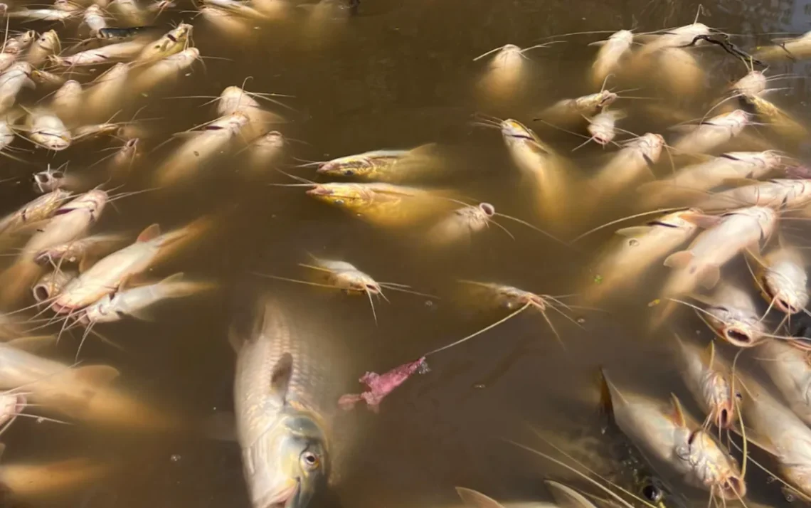 peixes mortos, incidente, poluição;