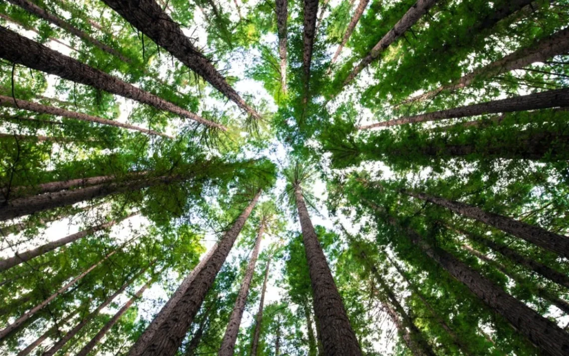 reflorestamento, verde, plantio, de árvores, restauração, florestal