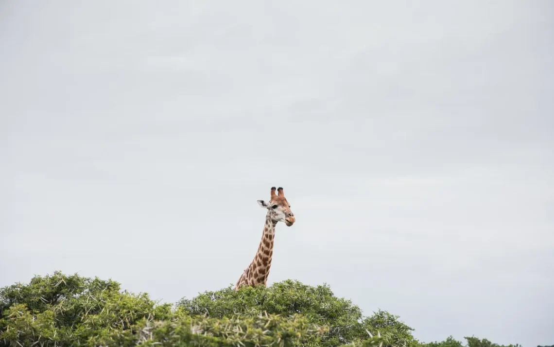 cortes, de taxa;