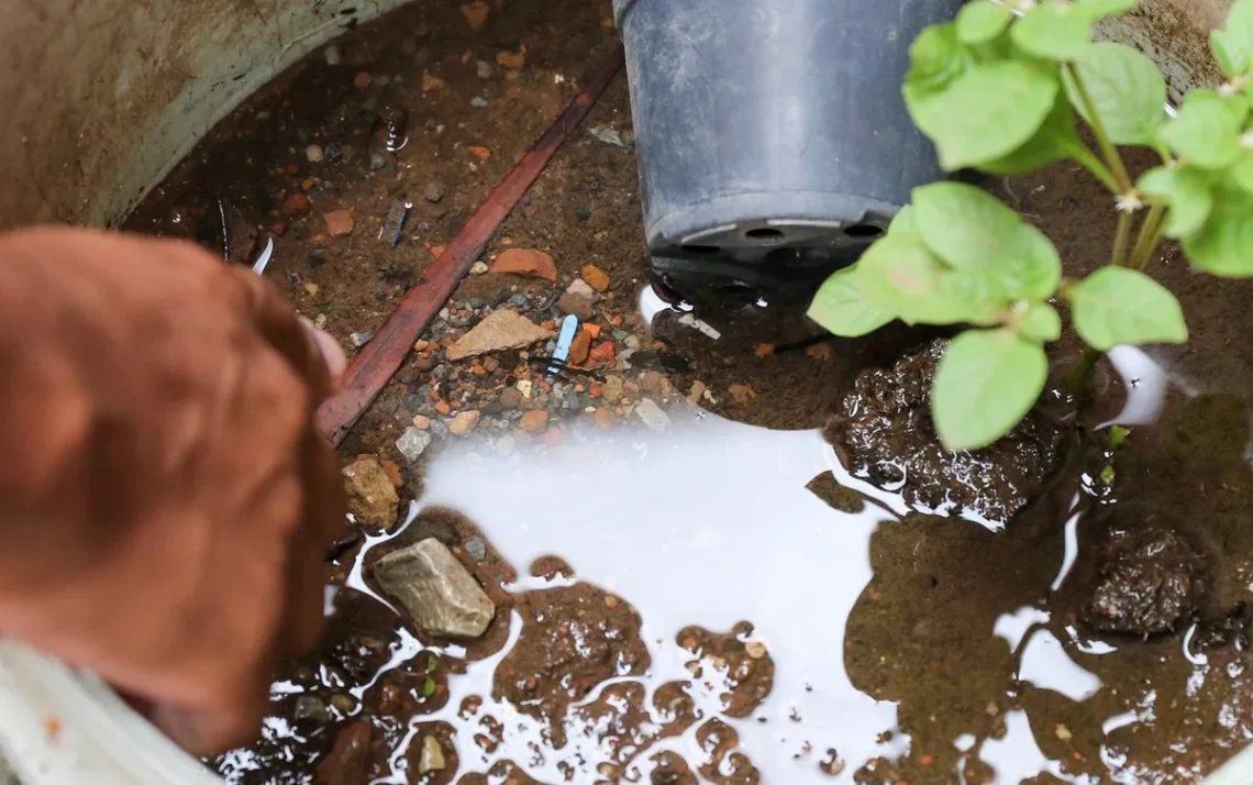 febre, amarela, doença, transmitida pelo mosquito;