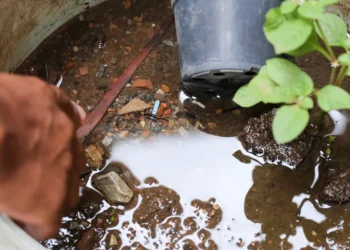 febre, amarela, doença, transmitida pelo mosquito;