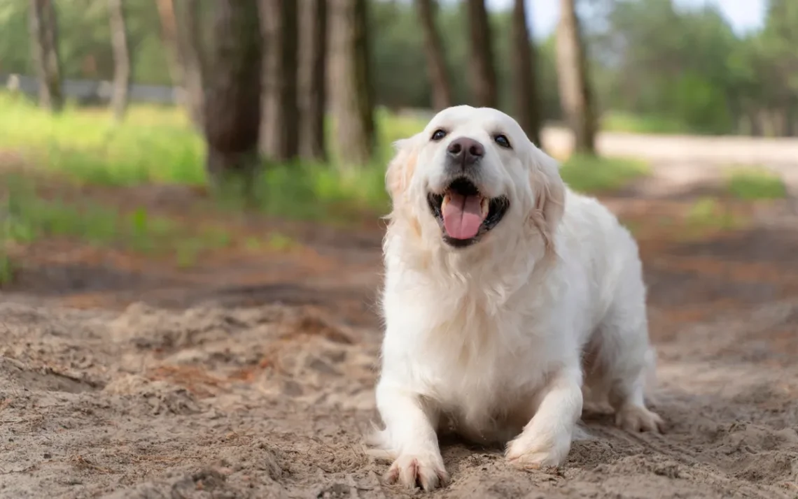 animal de apoio, cão de assistência, animal de estimação;