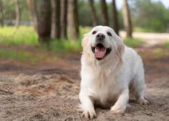 animal de apoio, cão de assistência, animal de estimação;