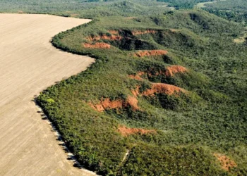 derrubada, destruição, devastação, destruição de vegetação;