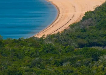 Amazonia, floresta, tropical;