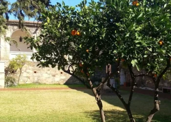 árvores de frutas, árvores de pomar, árvores de jardim';