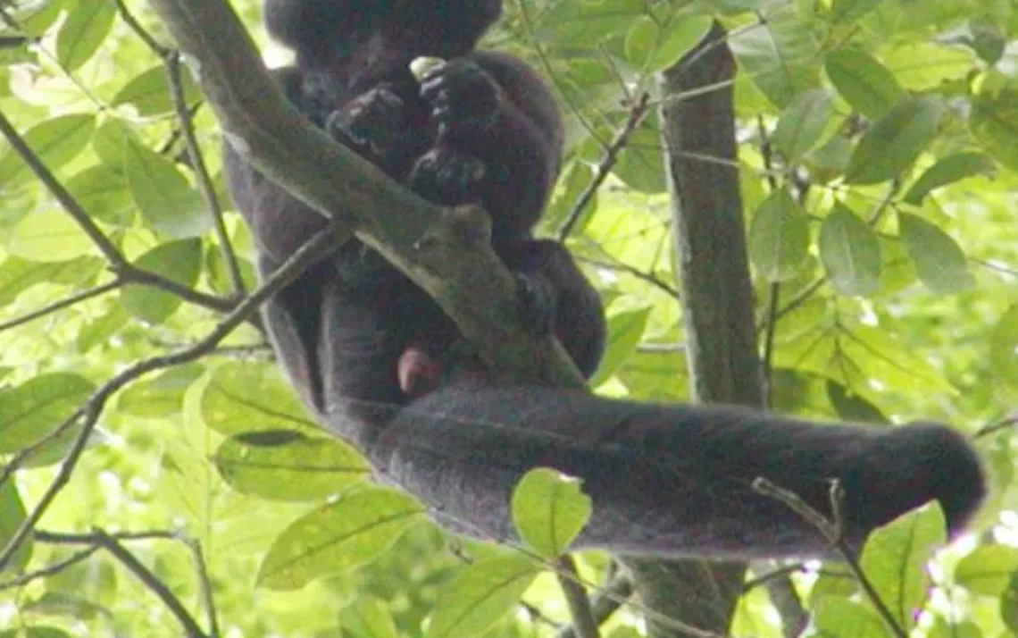 macaco, da Amazônia, primata, endêmico do, Brasil;