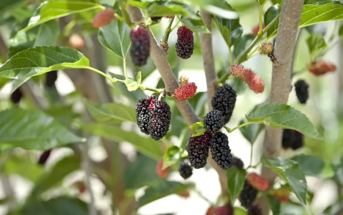 frutos, alimentos, variedades;