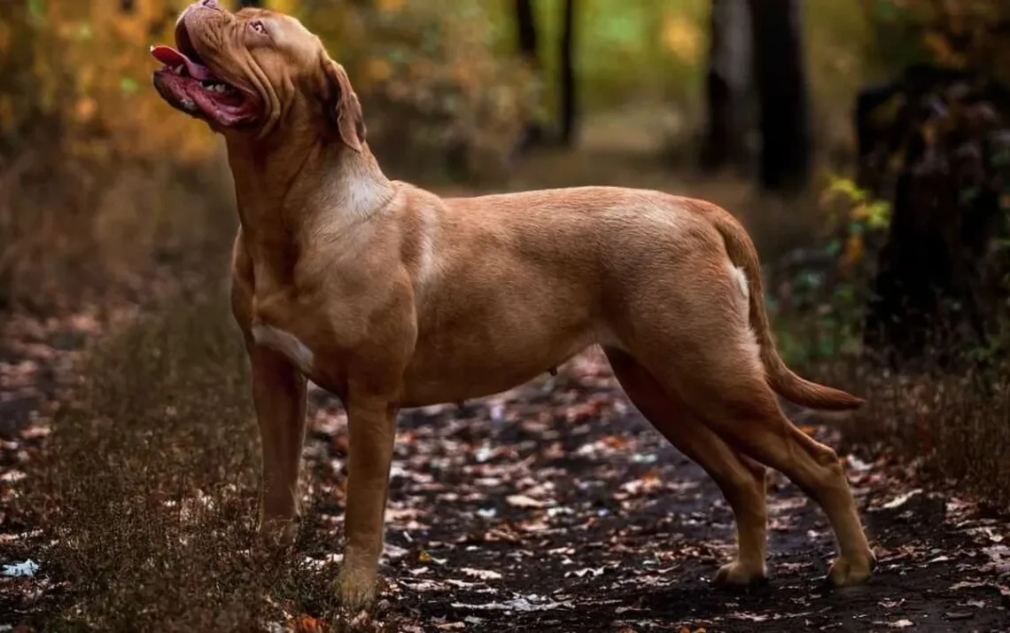 raças, cães, cachorros;