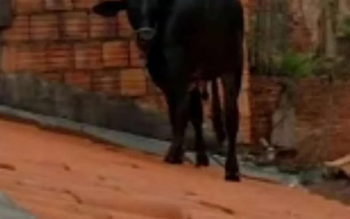 animal, curioso, vaca