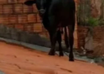 animal, curioso, vaca