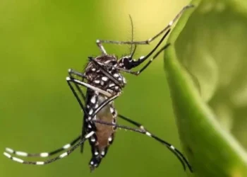 zika, chikungunya, dengue;