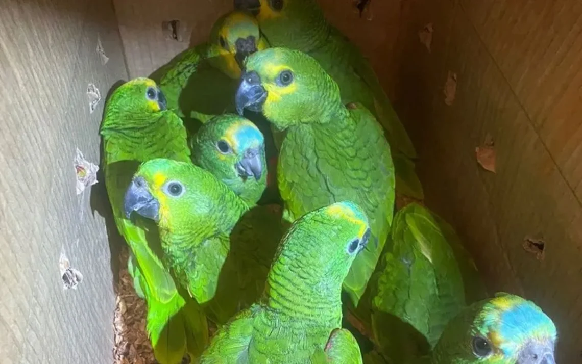 tráfico, ilegalidade, ambiental;