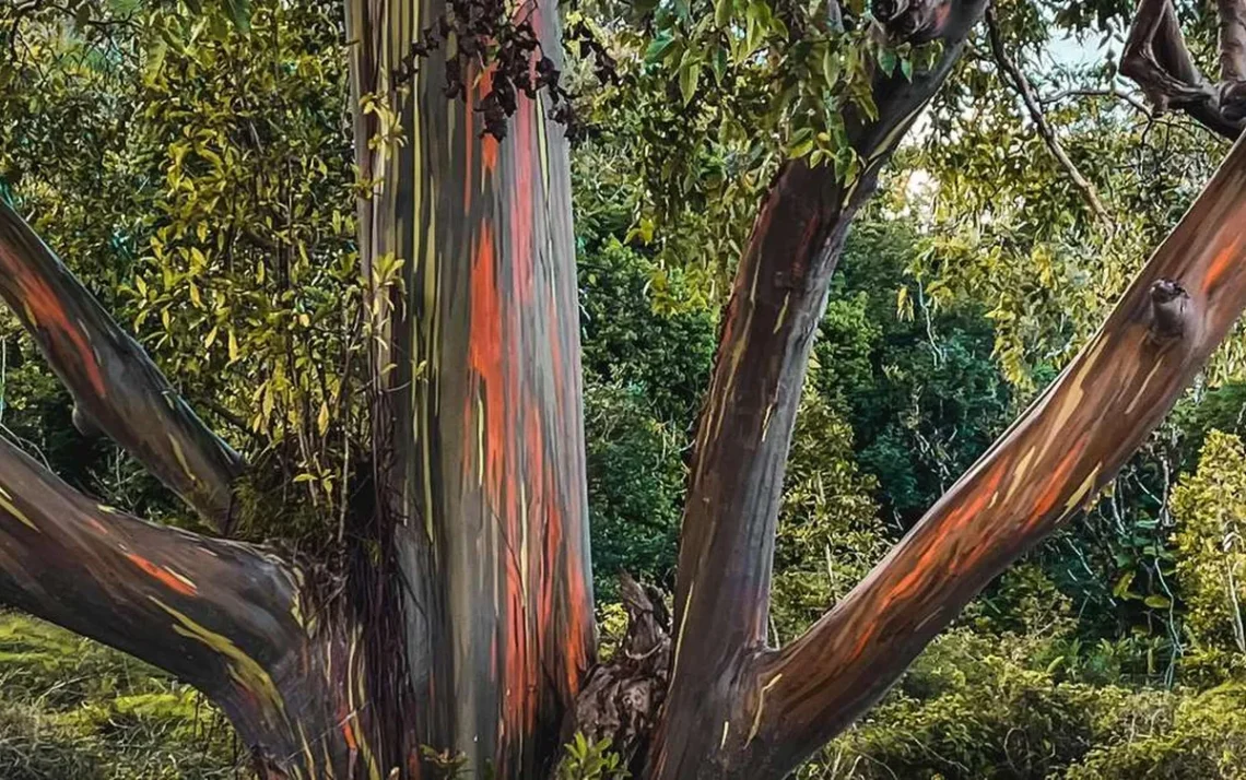 eucalyptus, deglupta