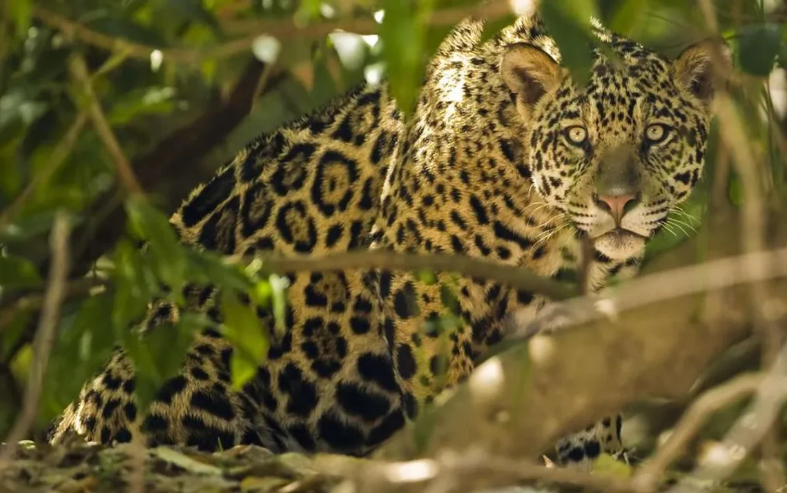 felino, das Américas, maior, felino, mamífero, do gênero;