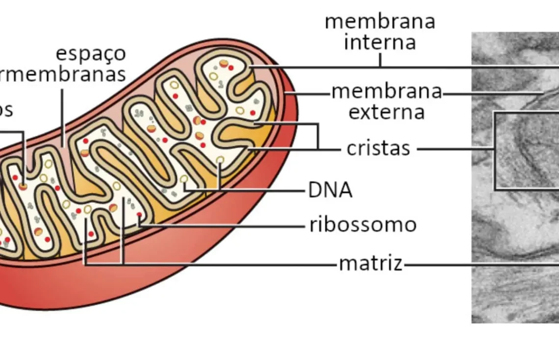 antioxidantes, danos, proteção;