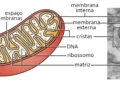 antioxidantes, danos, proteção;